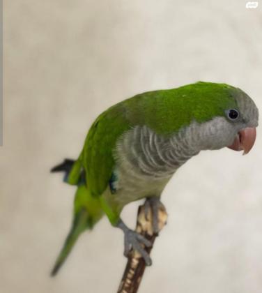 למכירה תוכי קוואקר חכם מאוד