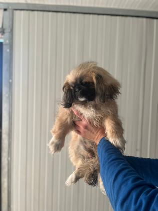 גורי פקינז מהממים ומתוקים בעלי