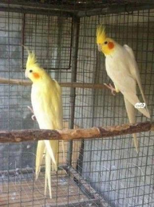 **קוקטיילים למכירה** יש זכרים ונקבות