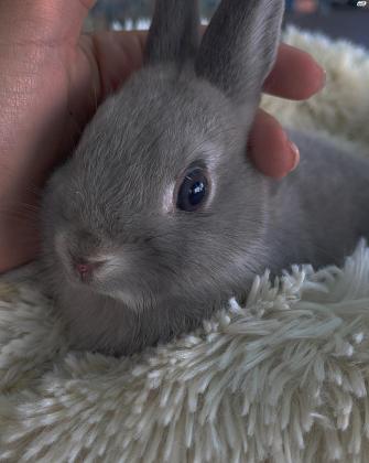 ארנב ננסי מהמם במיוחד לילדים במחיר סימלי