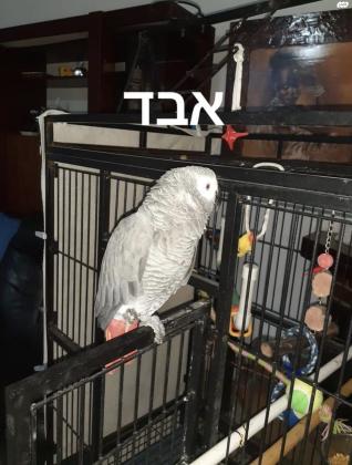 ערב יום כיפור אבד תוכי