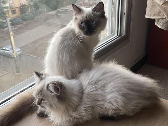 חתול הימלאיה בן 4 חודשים