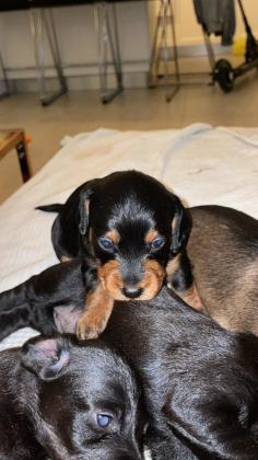 תחש מעורב עם פודל, בני