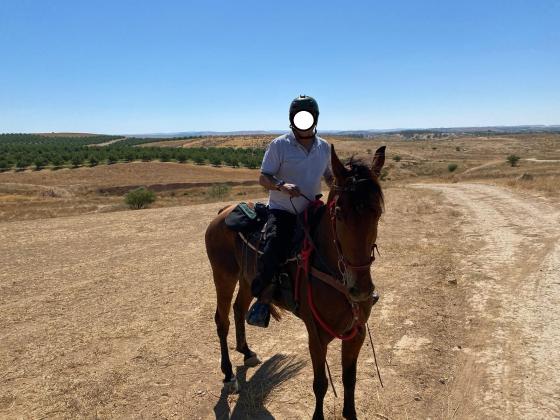 סוס טנסי מעולה רוכב עם