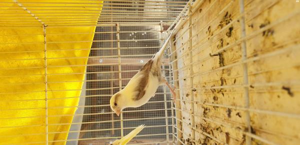 כנר נקבה , בת שנתיים 250 שח