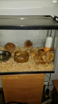 אפרוחים רוד איילנד