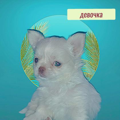 גורת ציוואווה ננסית בנת חודשיים