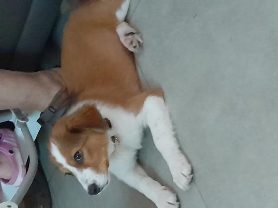 רועה כנעני מעורב עם בלגי