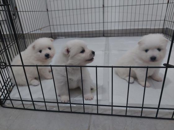 3 נקבות שפיץ יפני ננסי, גזעיות