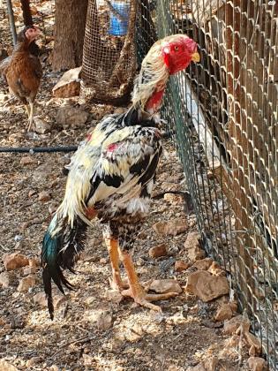 תרנגולי קרב תאילנדי מקוריים ומשובחים