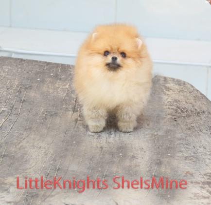 גור פומרניין לאחר ביקורת שגר