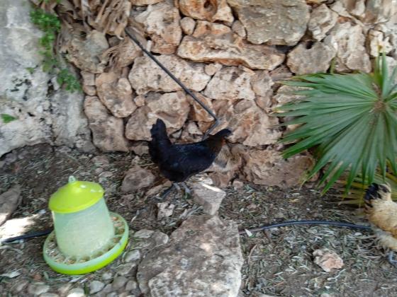 3 תרנגולות שחורות סופר נדירות