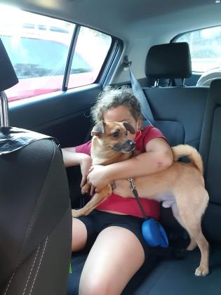 כלב פינצ'ר מעורב בגדול הוא