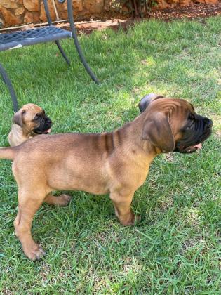 שני גורי בוקסר גזעיים למכירה,