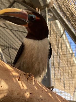 למכירה תוקן גרין ארקרי נקבה