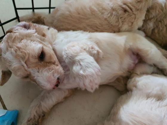 שיפדודל ביבוא מארה"ב! פודל ענק