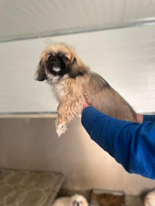 גורי פקינז מהממים ומתוקים בעלי