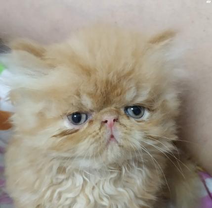 למכירה חתולים יפים פרסי