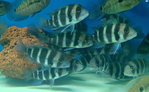 פרונטוזות בורונדי ופרונטוזה אדומה 9