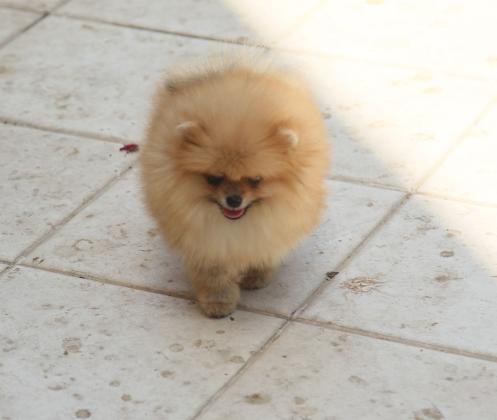 גור פומרניין לאחר ביקורת שגר