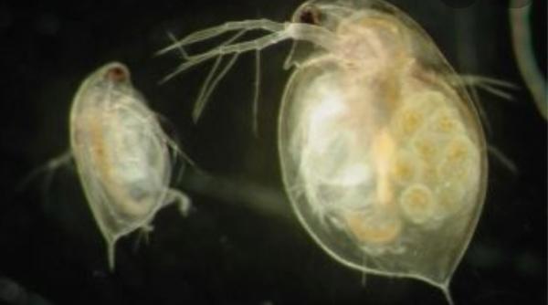 דפניות וצדפניות אוכל חי לדגים