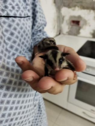 למכירה גור שוגר גליידר מתוק