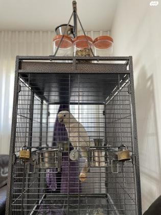 קקדו עיין חשופה,האכלת יד ברמה