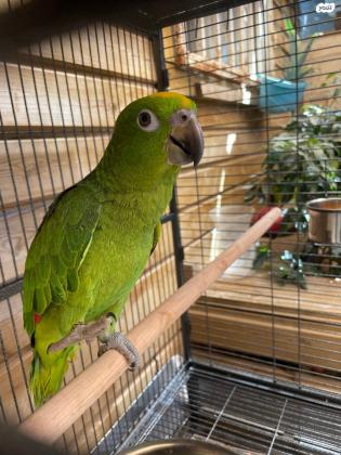 נקבה ילו קראון אמזונה בת