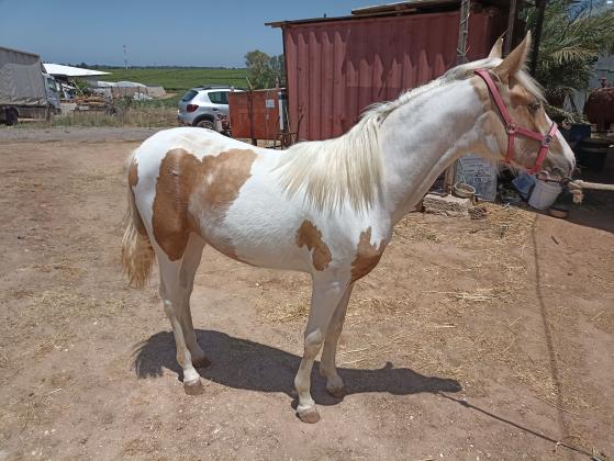 טנסי ווקר טהורת גזע בת שנה וחצי