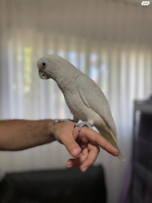 קקדו עיין חשופה,האכלת יד ברמה