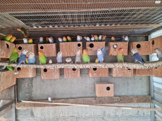 ציפורי אהבה אופליין צעירים בני