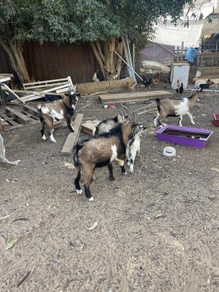 עזים וגדיים ננסיים למכירה מפינת