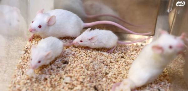 **עכברים למכירה** בריאים ומטופלים