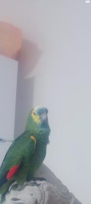 אמזונה בלו פרונט מוחתם לשעבר