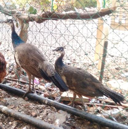 למכירה אפרוחי טווסים עם גן לבן