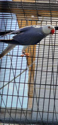 בס"ד למכירה דררה זכר קליר