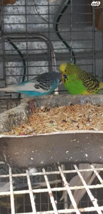 תוכונים חצי אנגליים ברמה גבוה מאוד