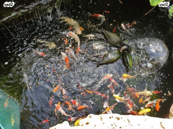 דגי קווי ושבונקוניים מדהימים מיוחדים