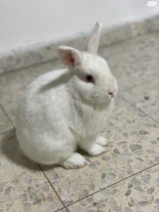 ארנב ננסי הולנדי מעורב בן