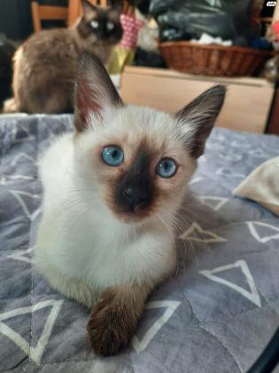 חתולים סיאמים מסוג בלינז יפים