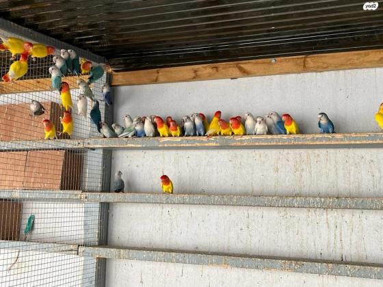 למכירה ציפורי אהבה ופרסונטות גידול