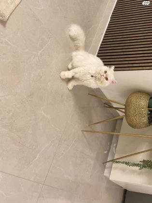 חתול יפה ומושקע צבע שלו