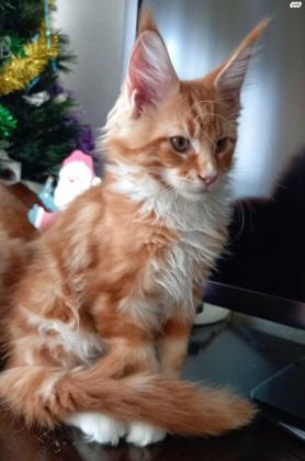 גורי מיין קון גזעים אם תעודות וחיסונים