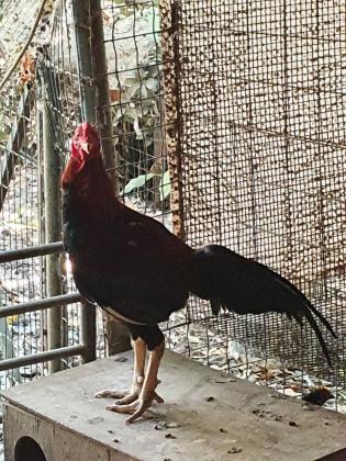 תרנגולי קרב תאילנדי מקוריים ומשובחים