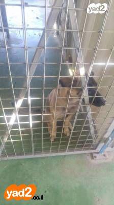 לפרטים נוספים : ניר טל