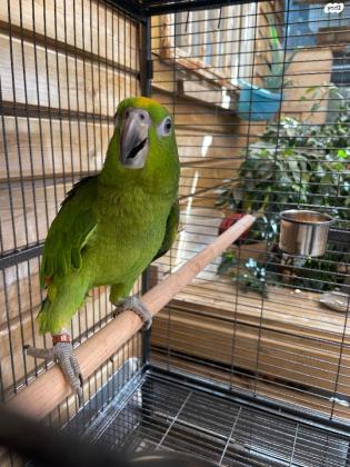 נקבה ילו קראון אמזונה בת