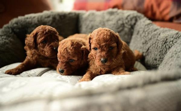 גורי פודל טוי