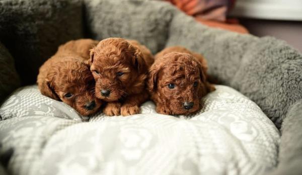 גורי פודל טוי