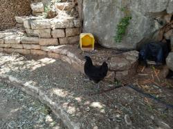 3 תרנגולות שחורות סופר נדירות