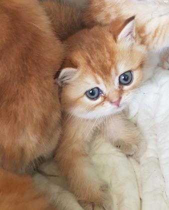 סקוטי פולד וסטרייט גולדן, מוכנים